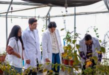 Con 119 cuerpos académicos vigentes, UMSNH consolida su capacidad de investigación