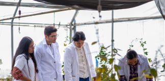 Con 119 cuerpos académicos vigentes, UMSNH consolida su capacidad de investigación