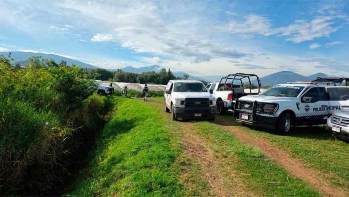 Operativo de seguridad en campos agrícolas de Jacona tras el hallazgo de dos hombres sin vida.