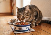 Estudio revela alarmantes niveles de metales pesados, pesticidas y plásticos en la comida para gatos