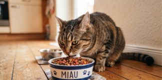 Estudio revela alarmantes niveles de metales pesados, pesticidas y plásticos en la comida para gatos