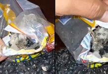#VIDEO // Familia de Tehuacán halla un ave muerta en su bolsa de frijoles
