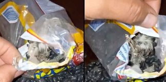 #VIDEO // Familia de Tehuacán halla un ave muerta en su bolsa de frijoles