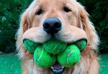 #VIDEO// ¡Este perrito tiene un récord mundial por guardar seis pelotas en su boca!