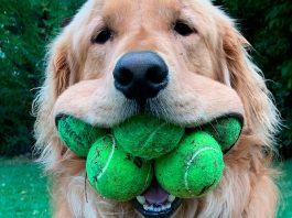 #VIDEO// ¡Este perrito tiene un récord mundial por guardar seis pelotas en su boca!