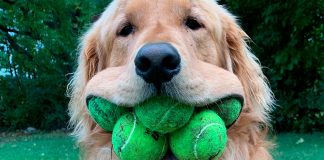 #VIDEO// ¡Este perrito tiene un récord mundial por guardar seis pelotas en su boca!