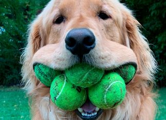 #VIDEO// ¡Este perrito tiene un récord mundial por guardar seis pelotas en su boca!
