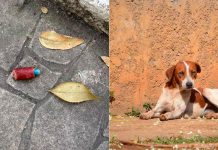 Alerta en Parque España: investigan envenenamiento de perritos en CDMX; hay al menos cinco muertos