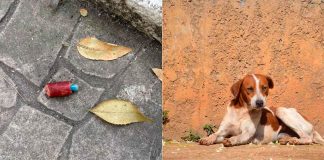 Alerta en Parque España: investigan envenenamiento de perritos en CDMX; hay al menos cinco muertos