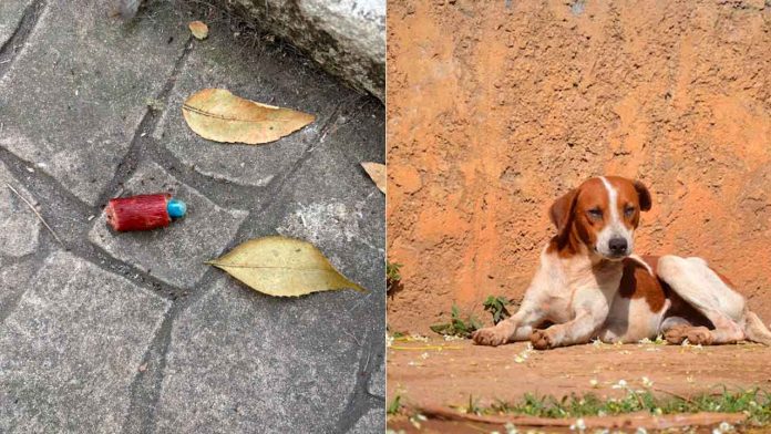 investigan-envenenamiento-de-perritos-en-CDMX