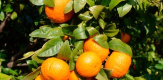Mandarinas en otoño: por qué esta fruta se convierte en la favorita de la temporada