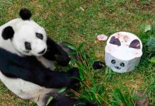 Día Internacional del Panda Gigante: por qué es importante proteger esta especie