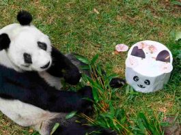 Día Internacional del Panda Gigante: por qué es importante proteger esta especie