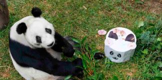 Día Internacional del Panda Gigante: por qué es importante proteger esta especie