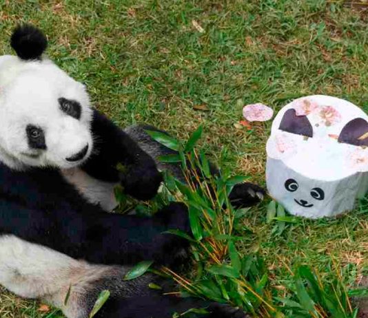 Día Internacional del Panda Gigante: por qué es importante proteger esta especie