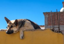 Multas y cárcel por maltrato animal: prohíben dejar mascotas en azoteas en CDMX