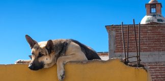 Multas y cárcel por maltrato animal: prohíben dejar mascotas en azoteas en CDMX