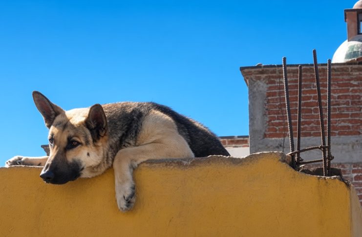 Multas y cárcel por maltrato animal: prohíben dejar mascotas en azoteas en CDMX