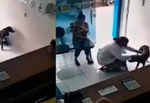 #VIDEO // Perrito callejero entra a una veterinaria y muestra su pata herida para pedir ayuda
