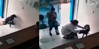 #VIDEO // Perrito callejero entra a una veterinaria y muestra su pata herida para pedir ayuda