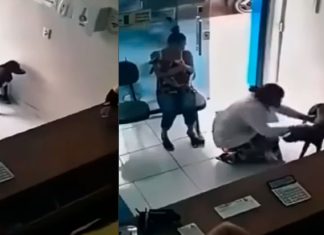#VIDEO // Perrito callejero entra a una veterinaria y muestra su pata herida para pedir ayuda