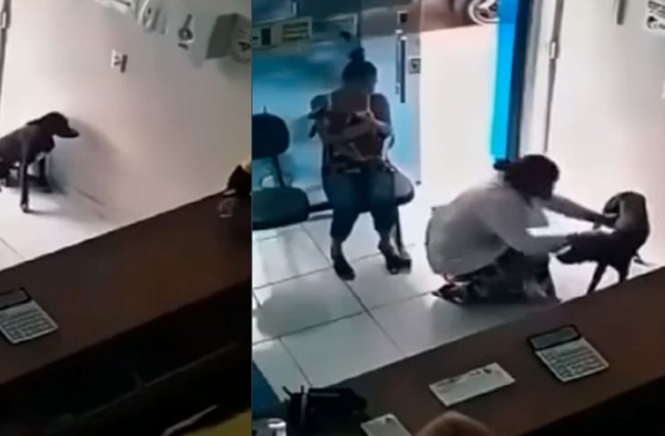 #VIDEO // Perrito callejero entra a una veterinaria y muestra su pata herida para pedir ayuda