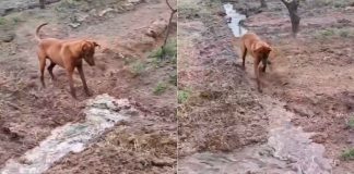 #VIDEO // El perrito agricultor: lomito enternece al internet ayudando a escarbar la tierra