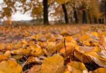 ¿Por qué las hojas cambian de color en otoño?