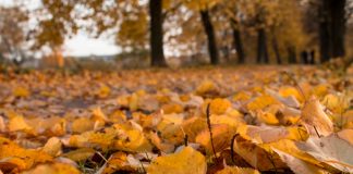 ¿Por qué las hojas cambian de color en otoño?