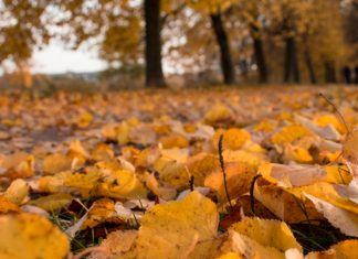 ¿Por qué las hojas cambian de color en otoño?