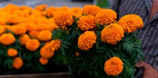 ¿Qué hacer con la flor de cempasúchil después del Día de Muertos?