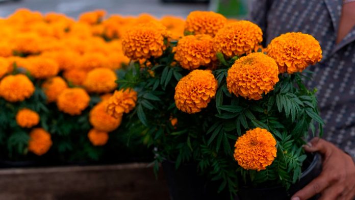 usos-flor-cempasuchil-ofrenda-dia-de-muertos-mexico