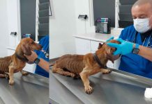 Salchichita mejora tras cirugía y está por recibir el alta; Fiscalía mantiene investigación por maltrato animal
