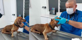 Salchichita mejora tras cirugía y está por recibir el alta; Fiscalía mantiene investigación por maltrato animal