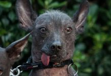 CDMX declara Patrimonio Inmaterial a la leyenda del Xoloitzcuintle