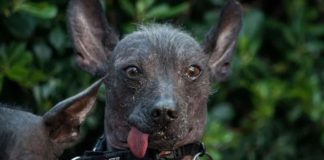 CDMX declara Patrimonio Inmaterial a la leyenda del Xoloitzcuintle