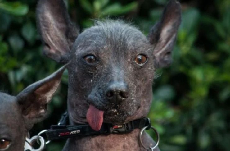 CDMX declara Patrimonio Inmaterial a la leyenda del Xoloitzcuintle