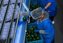 ¿Exportas aguacate? Tienes que tramitar el Certificado Laboral para la Agroexportación Productores trabajando en una huerta de aguacate en Michoacán durante el proceso de cosecha para exportación.