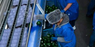 ¿Exportas aguacate? Tienes que tramitar el Certificado Laboral para la Agroexportación Productores trabajando en una huerta de aguacate en Michoacán durante el proceso de cosecha para exportación.