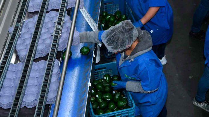 Productores trabajando en una huerta de aguacate en Michoacán durante el proceso de cosecha para exportación.