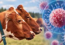 Francia detecta el primer caso de virus Shamonda en humanos; esto se sabe sobre el contagio