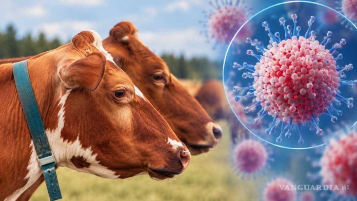 virus-shamonda-muerte-humanos-francia