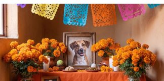 ¿Qué poner en una ofrenda para mascotas? Elementos para recordar a tus compañeros peludos